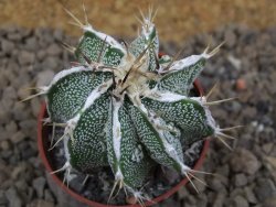Astrophytum Dinosaur X ornatum květináč 5,5 cm - 12414230