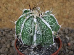 Astrophytum Dinosaur X ornatum květináč 5,5 cm - 12414231