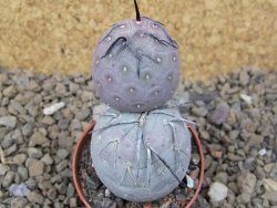 Tephrocactus geometricus květináč 5,5 cm
