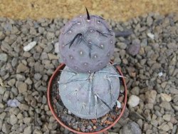 Tephrocactus geometricus květináč 5,5 cm - 12414233