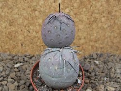 Tephrocactus geometricus květináč 5,5 cm - 12414234