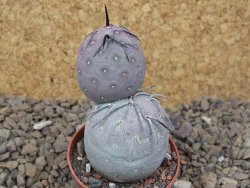 Tephrocactus geometricus květináč 5,5 cm - 12414235