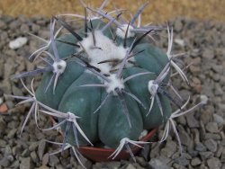 Echinocactus horizonthalonius květináč 5,5 cm Barrel cactus - 12414236