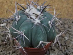 Echinocactus horizonthalonius květináč 5,5 cm Barrel cactus - 12414237