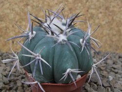 Echinocactus horizonthalonius květináč 5,5 cm Barrel cactus