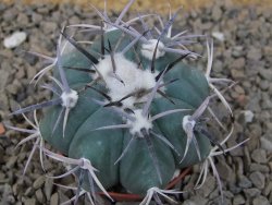 Echinocactus horizonthalonius květináč 5,5 cm Barrel cactus - 12414239