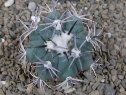 Echinocactus horizonthalonius květináč 5,5 cm Barrel cactus - 12414240
