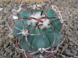 Echinocactus horizonthalonius květináč 5,5 cm Barrel cactus - 12414241