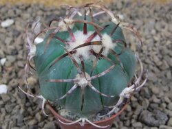 Echinocactus horizonthalonius květináč 5,5 cm Barrel cactus - 12414242