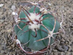 Echinocactus horizonthalonius květináč 5,5 cm Barrel cactus - 12414243
