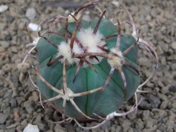 Echinocactus horizonthalonius květináč 5,5 cm Barrel cactus