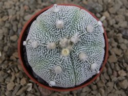 Astrophytum Z Jasenné květináč 5,5 cm