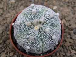 Astrophytum Z Jasenné květináč 5,5 cm - 12414246