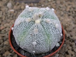 Astrophytum Z Jasenné květináč 5,5 cm - 12414247