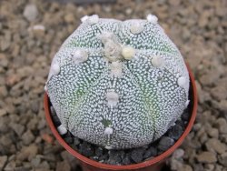 Astrophytum Z Jasenné květináč 5,5 cm - 12414248