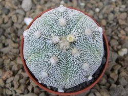 Astrophytum Z Jasenné květináč 5,5 cm - 12414249