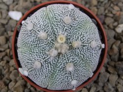 Astrophytum Z Jasenné květináč 5,5 cm - 12414250