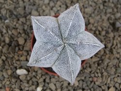 Astrophytum Onzuko květináč 5,5 cm Biskupská čepice II - 12414251