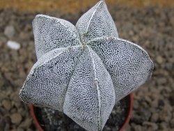Astrophytum Onzuko květináč 5,5 cm Biskupská čepice II - 12414253