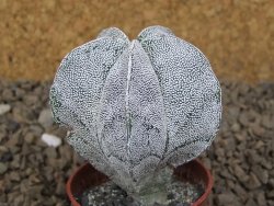 Astrophytum Onzuko květináč 5,5 cm Biskupská čepice II - 12414254