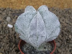 Astrophytum Onzuko květináč 5,5 cm Biskupská čepice II - 12414255