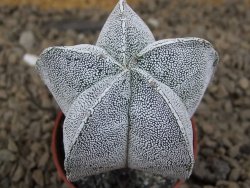Astrophytum Onzuko květináč 5,5 cm Biskupská čepice II - 12414256