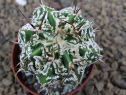 Astrophytum Dinosaur (Fukurio Hannya) pot 5,5 cm - 12414269