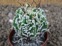 Astrophytum Dinosaur (Fukurio Hannya) pot 5,5 cm - 12414270