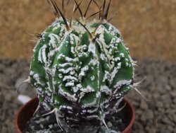 Astrophytum Dinosaur (Fukurio Hannya) pot 5,5 cm - 12414271