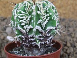 Astrophytum Dinosaur (Fukurio Hannya) pot 5,5 cm - 12414272