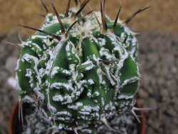 Astrophytum Dinosaur (Fukurio Hannya) pot 5,5 cm - 12414273
