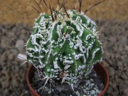 Astrophytum Dinosaur (Fukurio Hannya) pot 5,5 cm - 12414274