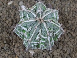 Astrophytum Dinosaur (Fukurio Hannya) pot 5,5 cm - 12414275