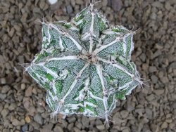 Astrophytum Dinosaur (Fukurio Hannya) pot 5,5 cm - 12414276