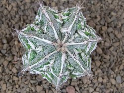 Astrophytum Dinosaur (Fukurio Hannya) pot 5,5 cm - 12414277