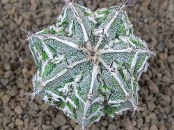 Astrophytum Dinosaur (Fukurio Hannya) pot 5,5 cm - 12414279