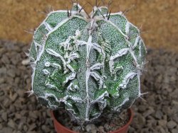 Astrophytum Dinosaur (Fukurio Hannya) pot 5,5 cm - 12414280