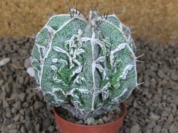 Astrophytum Dinosaur (Fukurio Hannya) pot 5,5 cm - 12414281