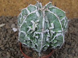 Astrophytum Dinosaur (Fukurio Hannya) pot 5,5 cm - 12414282