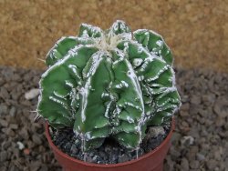 Astrophytum Dinosaur (Fukurio Hannya) pot 6,5 cm - 12414283