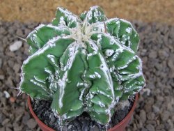Astrophytum Dinosaur (Fukurio Hannya) pot 6,5 cm - 12414284