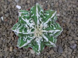 Astrophytum Dinosaur (Fukurio Hannya) pot 6,5 cm - 12414286
