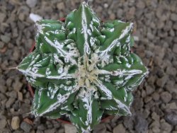 Astrophytum Dinosaur (Fukurio Hannya) pot 6,5 cm - 12414287