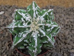 Astrophytum Dinosaur (Fukurio Hannya) pot 6,5 cm - 12414288