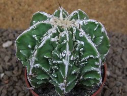 Astrophytum Dinosaur (Fukurio Hannya) pot 6,5 cm - 12414289