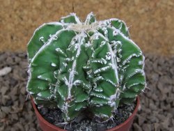 Astrophytum Dinosaur (Fukurio Hannya) pot 6,5 cm - 12414290