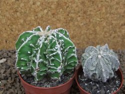 Astrophytum Dinosaur (Fukurio Hannya) pot 6,5 cm - 12414291