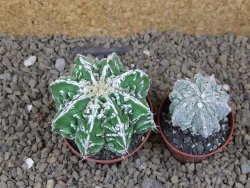 Astrophytum Dinosaur (Fukurio Hannya) pot 6,5 cm - 12414292