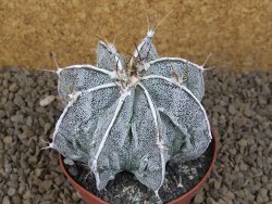 Astrophytum Dinosaur XXL (Fukurio Hannya) květináč 9 cm