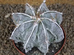 Astrophytum Dinosaur XXL (Fukurio Hannya) květináč 9 cm - 12414294